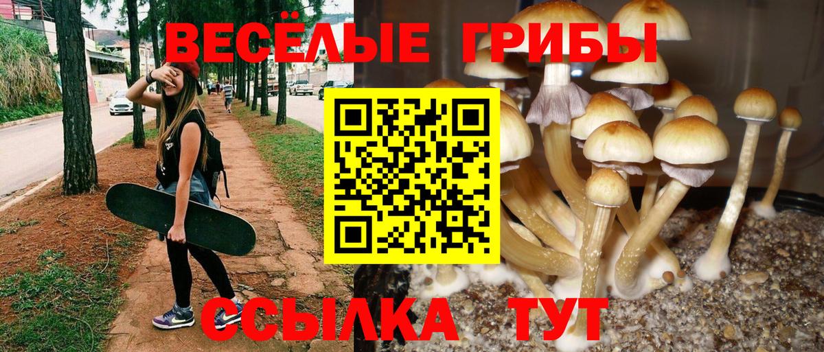 купить   Псилоцибиновые грибы GOLDEN TEACHER  Вход с VPN  Лобня 
